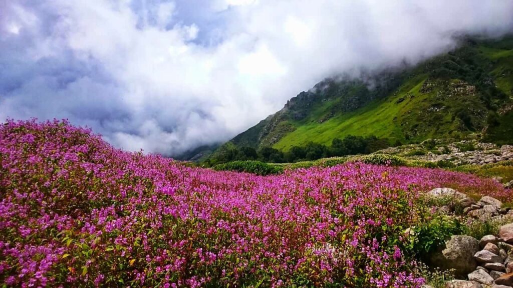 valley-of-flower-bunch