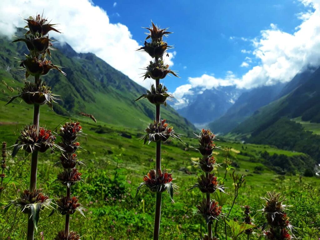 valley-of-flower-clouds