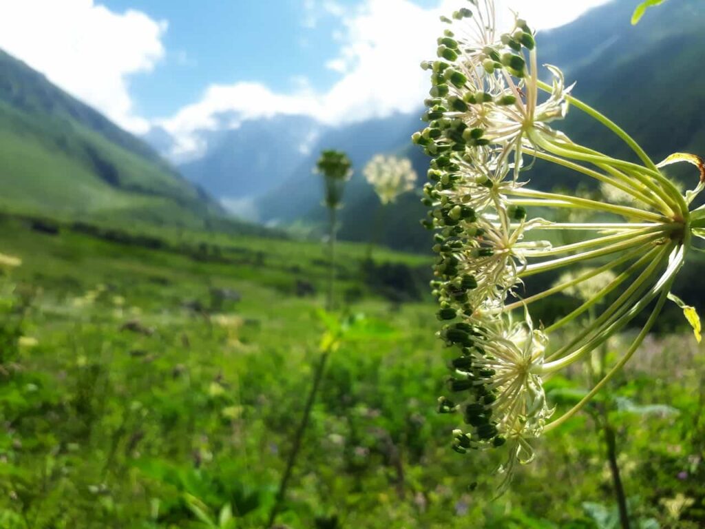 valley-of-flower-flowers-variety