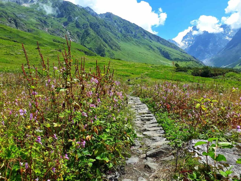 valley-of-flower-landscape