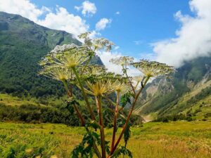 valley-of-flower-winter