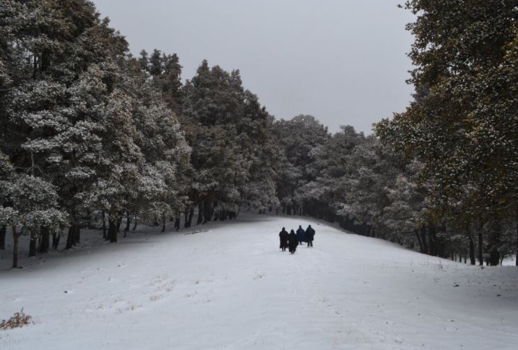 oak-forest-kuari-pass