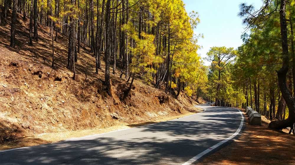 almora-jageshwar-deodar