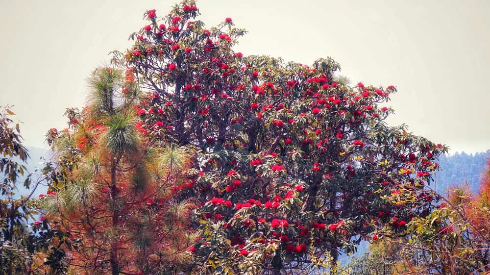 buransh-flower-tree