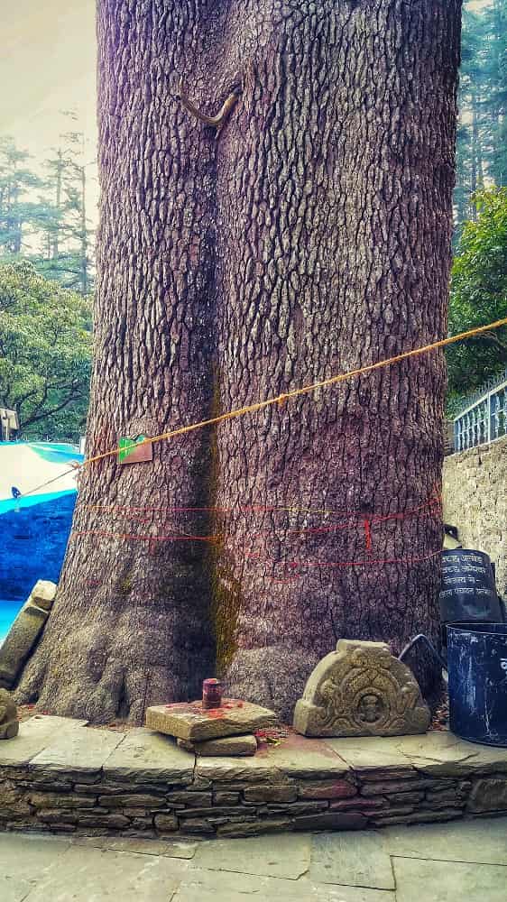 deodar-tree-massive-deodar-jageshwar-dham