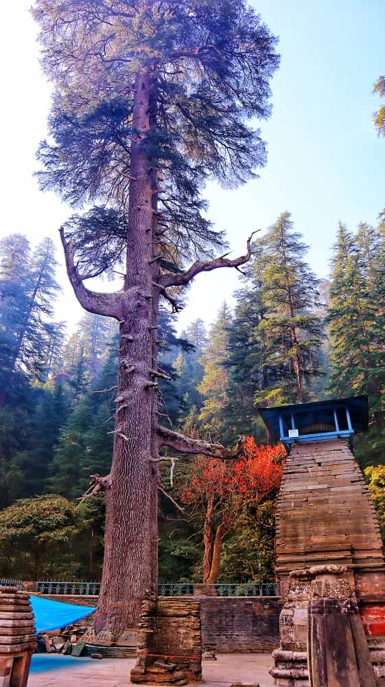 shivshakti-deodar-tree-jageshwar-dham