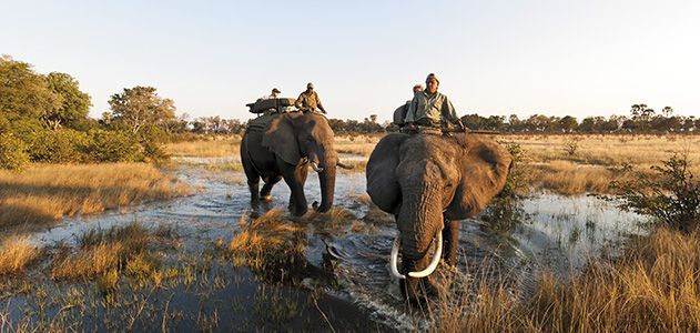 elephant-safari