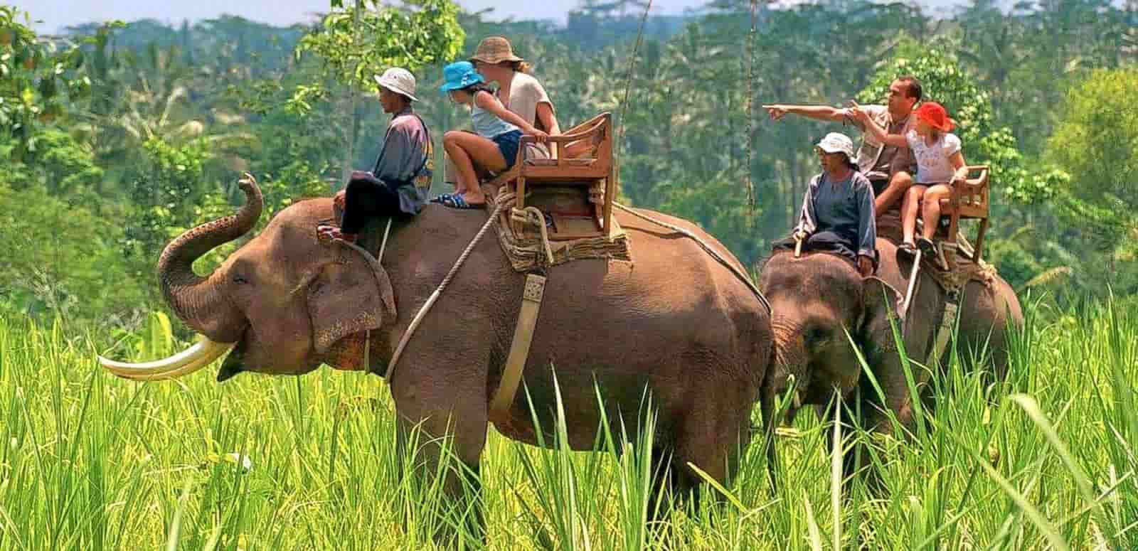 elephant-safari-in-jim-corbett-min