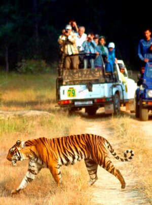 jeepSafariinCorbettNationalPark