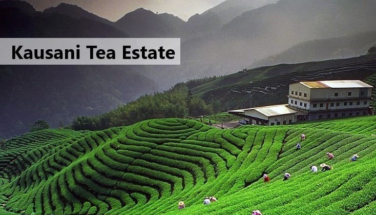 kausani-tea-estate
